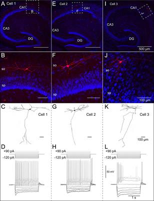 Integration of Within-Cell Experimental Data With Multi-Compartmental Modeling Predicts H-Channel Densities and Distributions in Hippocampal OLM Cells